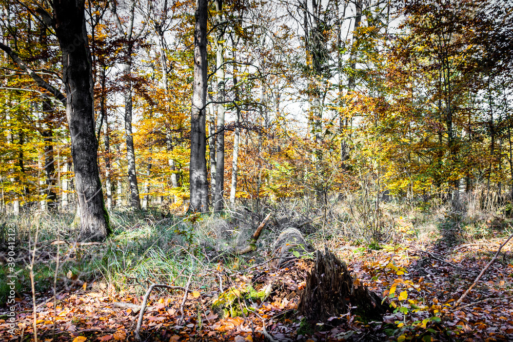 autumn forest autumn forest