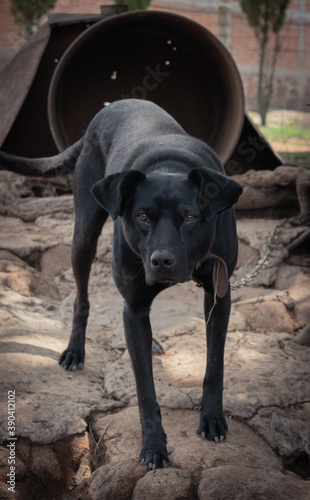  Black dog (Capulín) photo