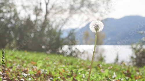 Dandelion sunlight blowing away across a fresh green autumn morning 