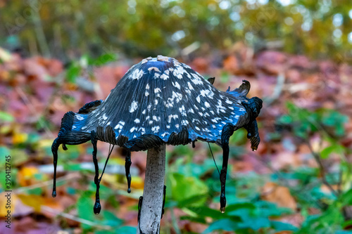 A picture of a black fungus in a forest. Brown autumn leaves in the background photo