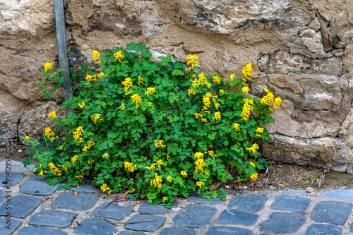 Gelber Lerchensporn im Herbst an einer Mauer photo