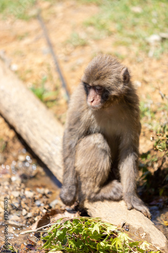 Singe dans la montage des singes a Kyoto au Japon