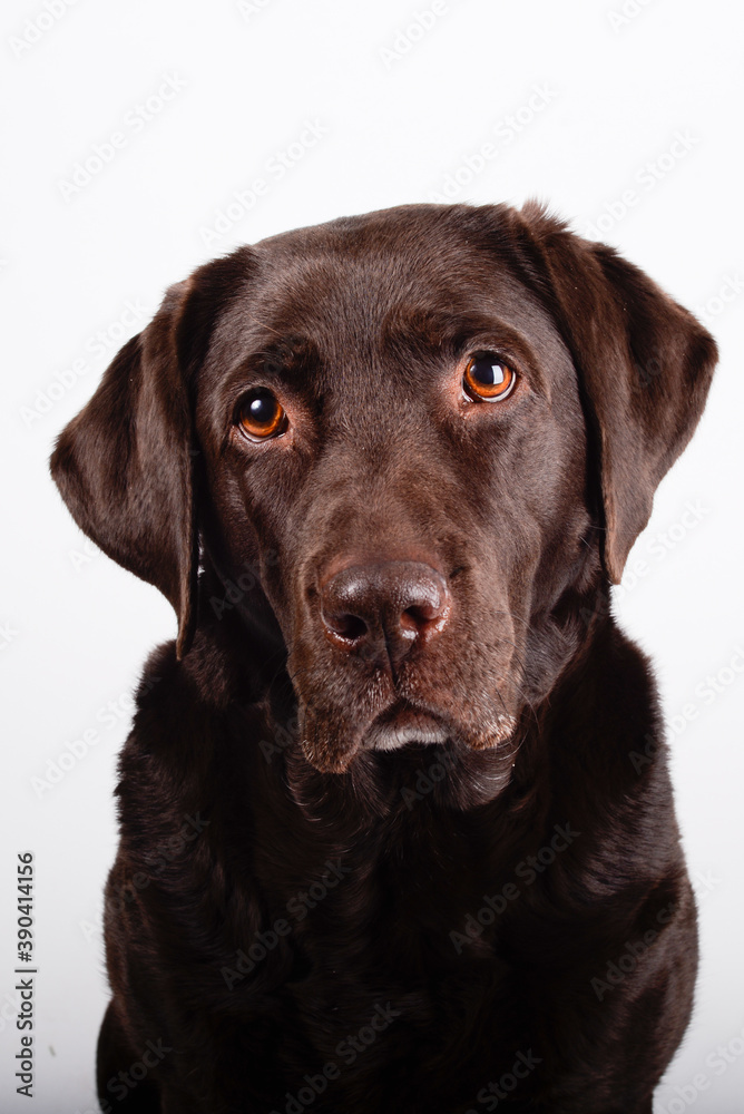 brown labrador retriever dog with white backround