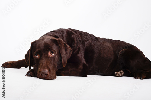 Bored chocolate Labrador retriever on white background