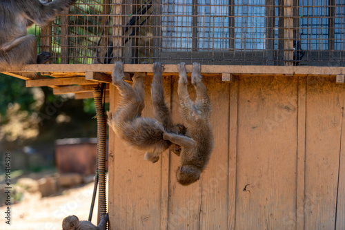 Singe dans la montage des singes a Kyoto au Japon