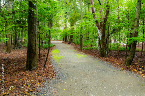 森の中の道