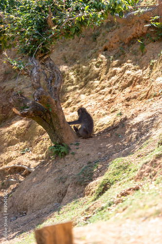 Singe dans la montage des singes a Kyoto au Japon