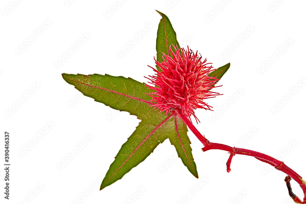 Obraz premium FLEUR ET FEUILLE DE RICIN ROUGE