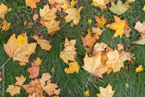 autumn leaves on the grass