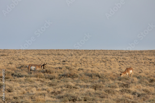 Pronghorn Antelope Buck and Doe in the Red Desert of Wyoming