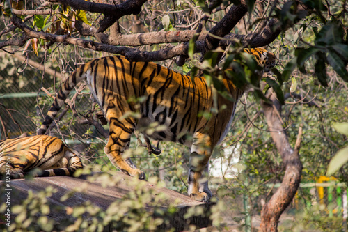 A young Bengal tigers resting on rooftop in zoo park in India Indian national animal Tiger Family in zoo park background Image  