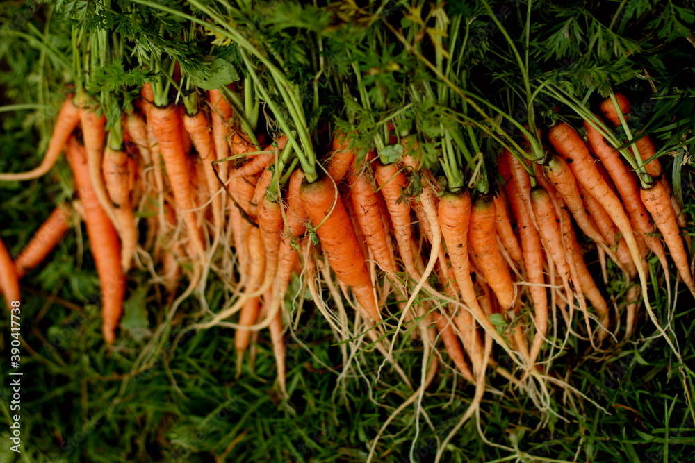 bunch of carrots bunch of carrots
