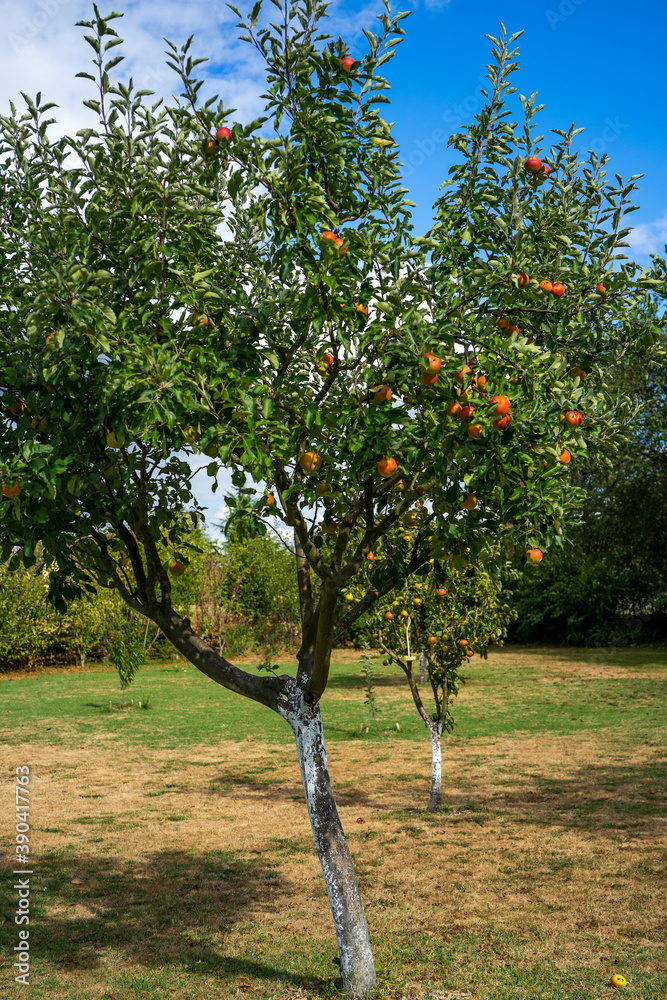 Fototapeta premium Photo of a Ripe Apples in Orchard ready for harvesting.