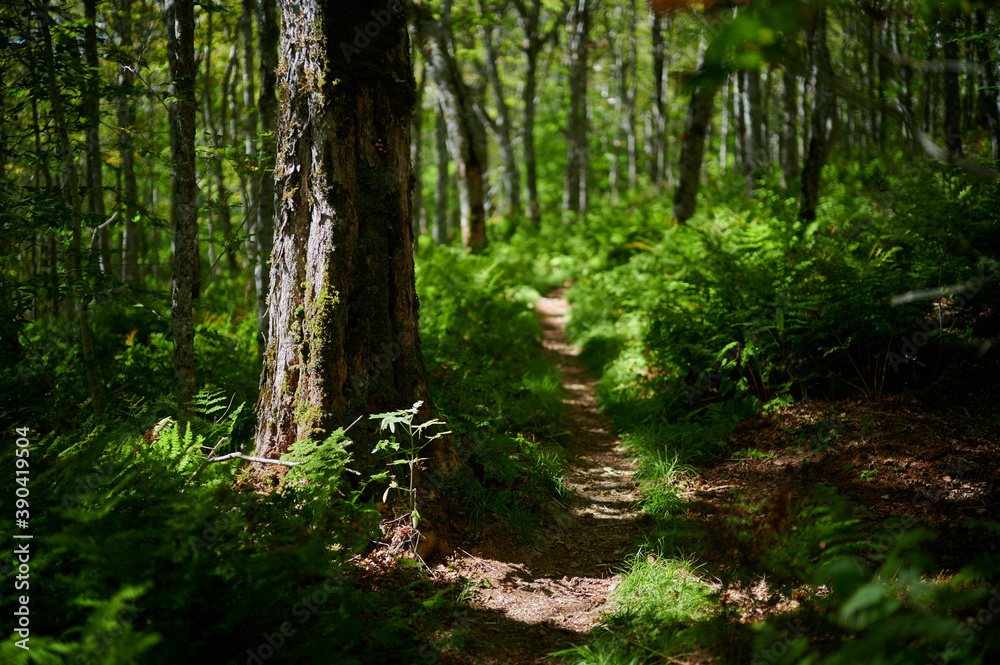 Forrest and trail