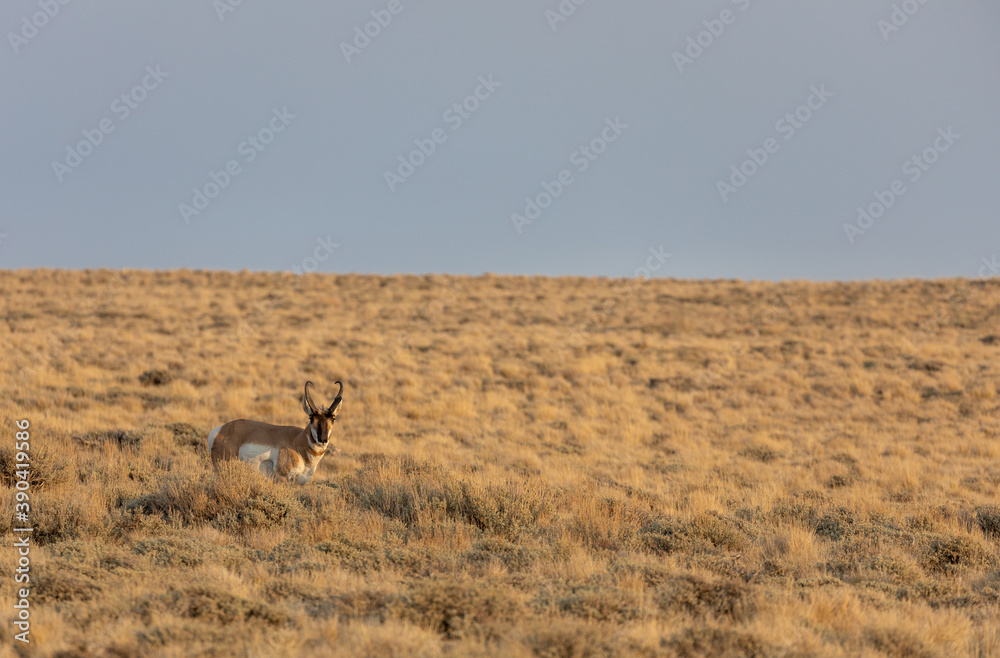 Pronghorn Antelope Buck in the Red Desert of Wyoming Pronghorn Antelope Buck in the Red Desert of Wyoming
