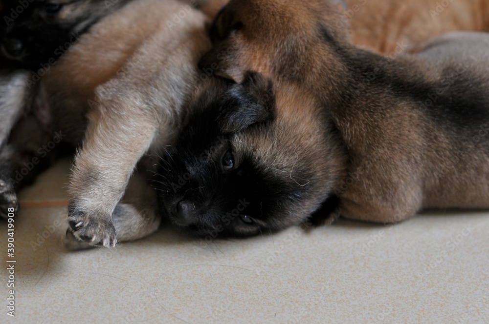 View of the puppy dog View of the puppy dog