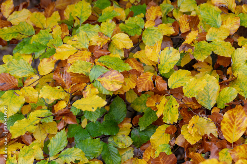 Fall Leaves In Autumn Fall Leaves In Autumn