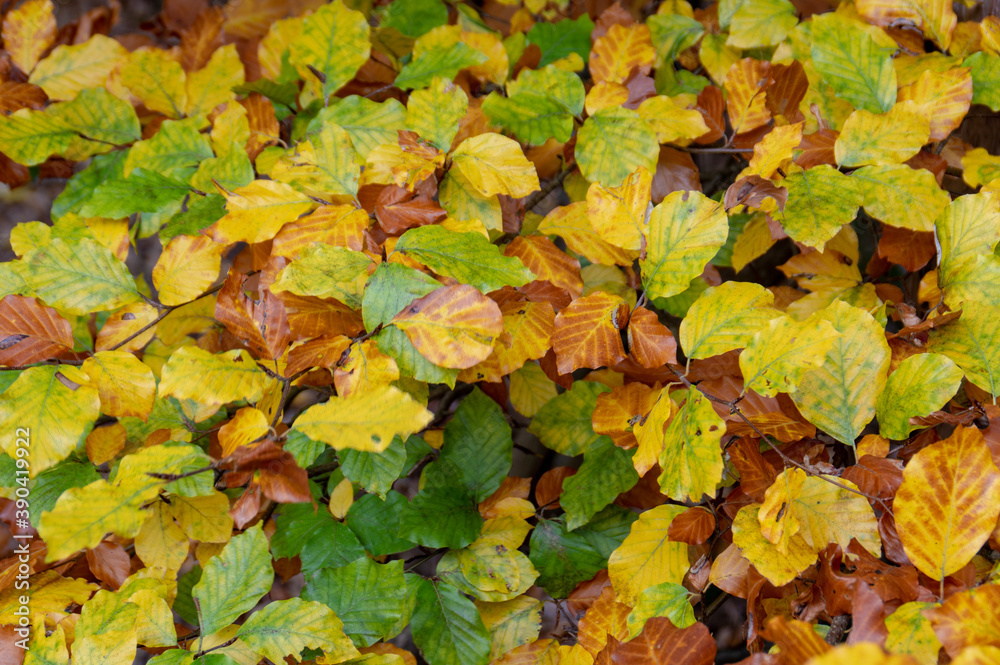 Fall Leaves In Autumn