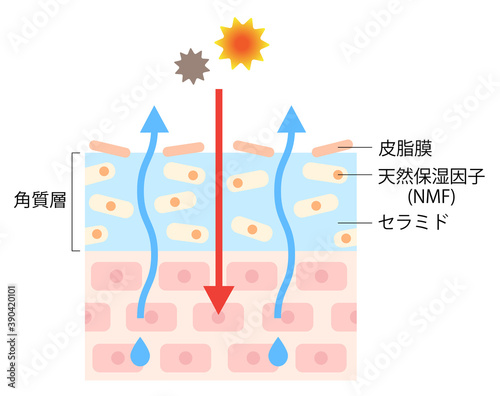 乾燥肌　断面図