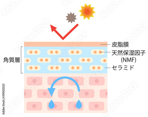 潤いのある肌　断面図