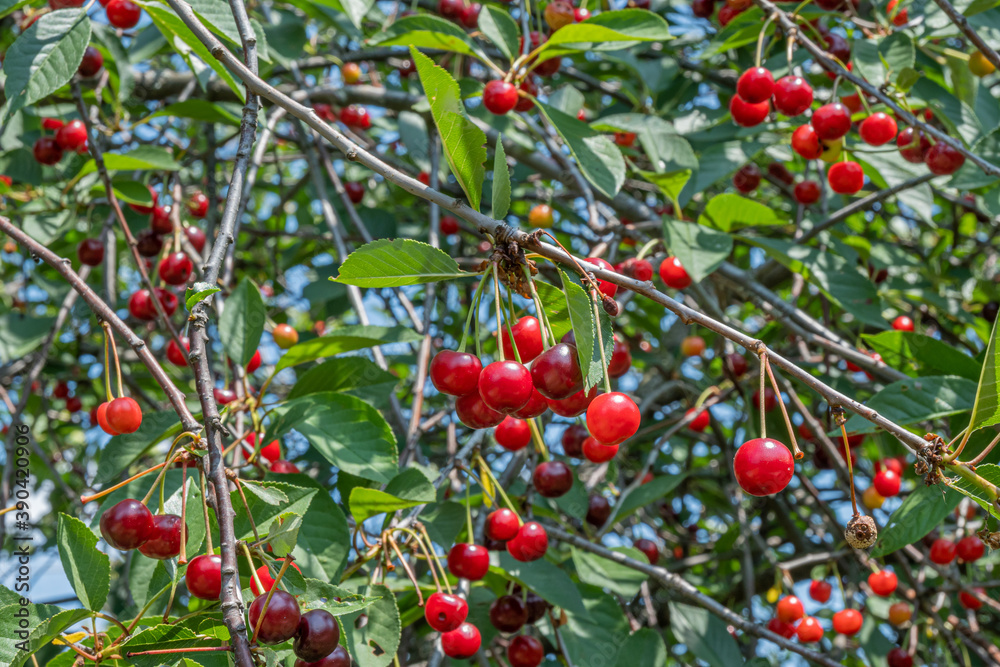 Cherry tree on a bright Sunny day Cherry tree on a bright Sunny day