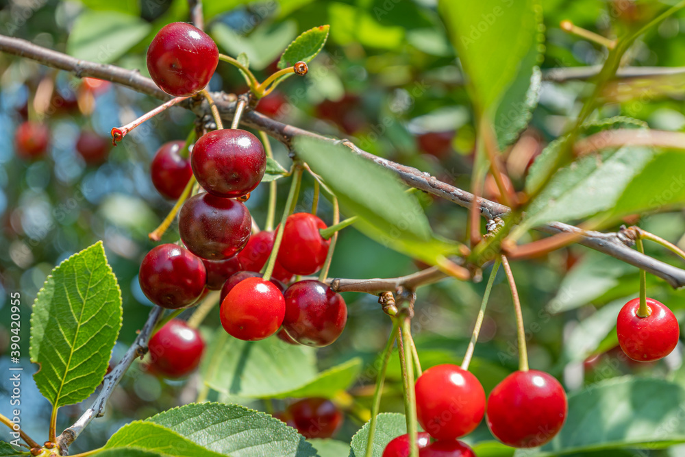 Cherry tree on a bright Sunny day