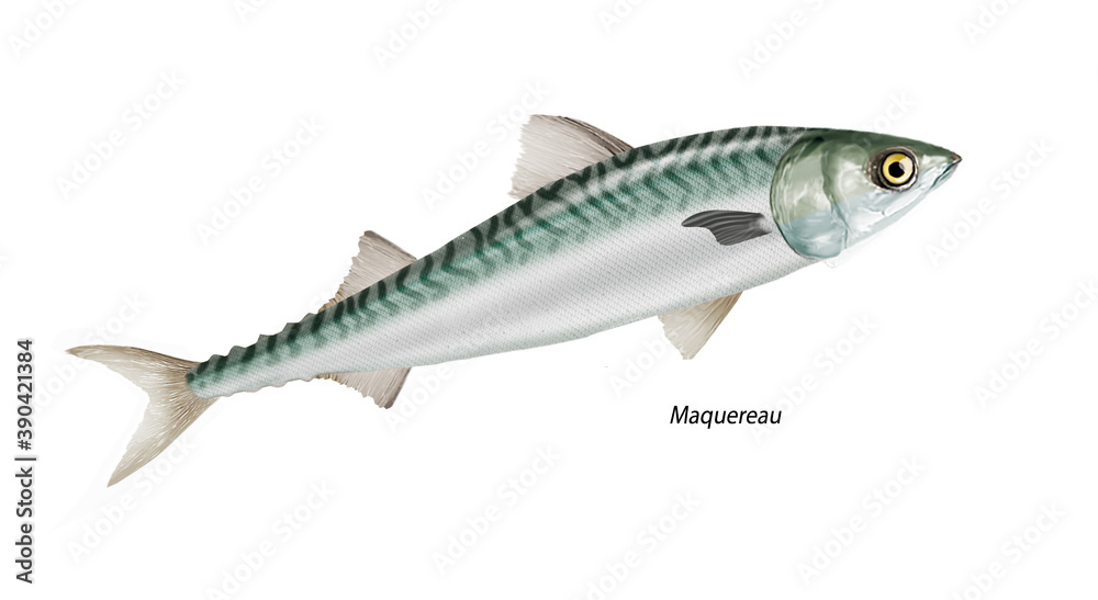 poisson, maquereau , isolé, aliment, frais, comestible blanc, fruits de mer, cuisiner, pêche, mer, brut, animal, sain, ailette, maquereau, argent, attraper, nature, fraîcheur, eau , basse, basse, qu poisson, maquereau , isolé, aliment, frais, comestible blanc, fruits de mer, cuisiner, pêche, mer, brut, animal, sain, ailette, maquereau, argent, attraper, nature, fraîcheur, eau , basse, basse, qu