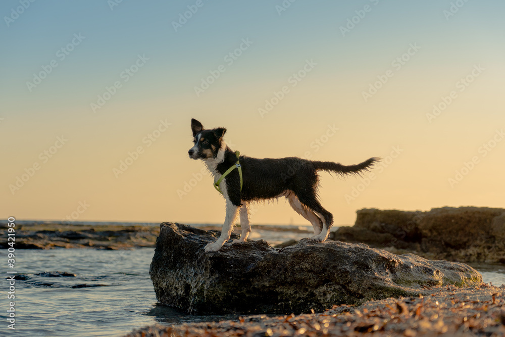 Border collie puppy posing on top of a stone on the beach with sunset behind him with golden and blue sky.
