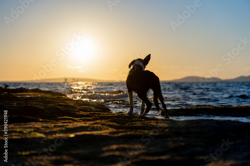 Border collie puppy looking at sunset in front of the sea from the beach with blue sea in the background  golden and blue sky with bright sun