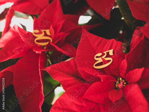 Poinsettia plant on the table