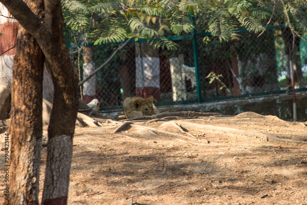 Sad Lion Cub sleeping in zoo park near a big tree,
Asiatic Lion cub in zoo park, Lion Cub Simba in zoo park in India sitting sad 