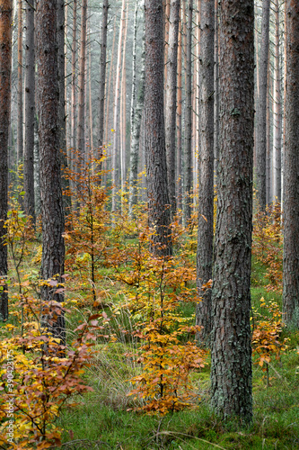 Bright deciduous trees in a coniferous forest. Selective focus on the tree trunks  blurred background.