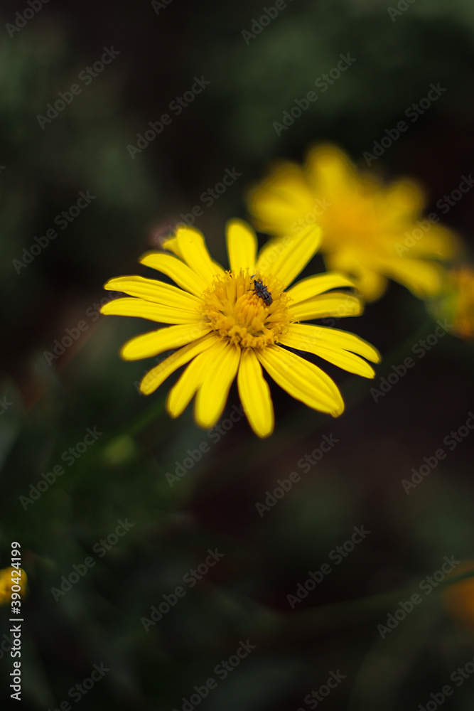 Obraz premium pequeña flor amarilla en arbusto verde desenfocada