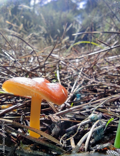 orange cap boletus