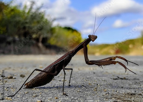 praying mantis on the rock