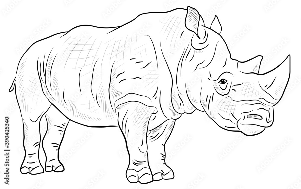 Fototapeta premium Wild African animal rhinoceros, black and white image.