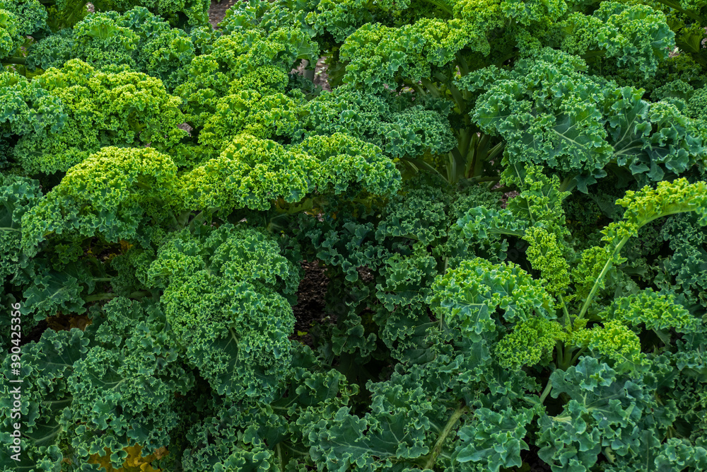 Close up of curly kale plant (Brassica oleracea)
