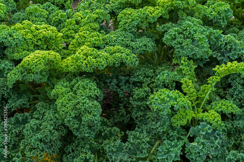 Close up of curly kale plant  Brassica oleracea  