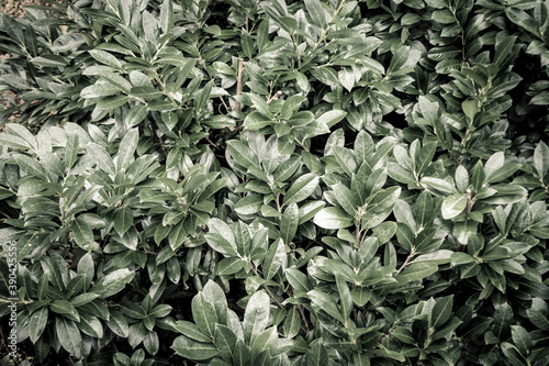 green leaves background monochromatic 