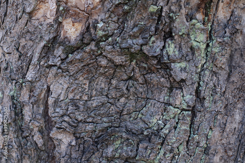 Textura de árbol seco y viejo agrietado