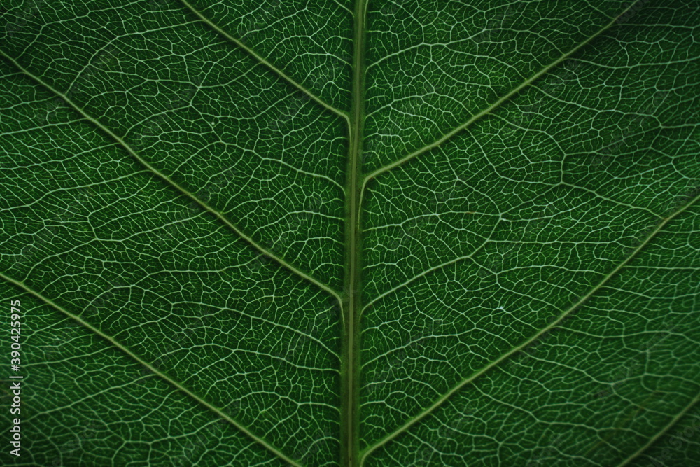 Obraz premium green leaf texture