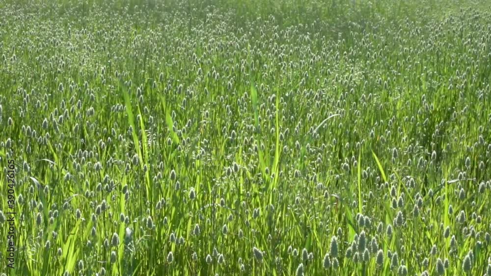 trigo verde en movimiento