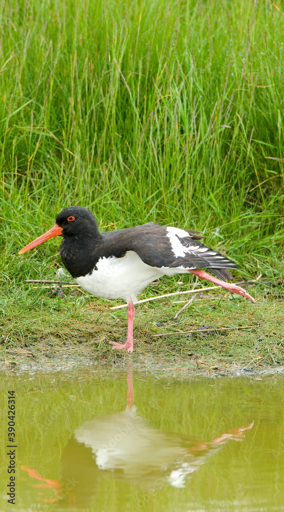 Eurasian Oystercatcher, Haematopus ostralegus Eurasian Oystercatcher, Haematopus ostralegus