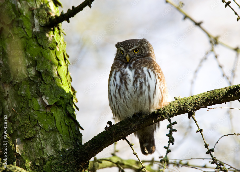 Eurasian Pygmy Owl, Glaucidium passerinum Eurasian Pygmy Owl, Glaucidium passerinum