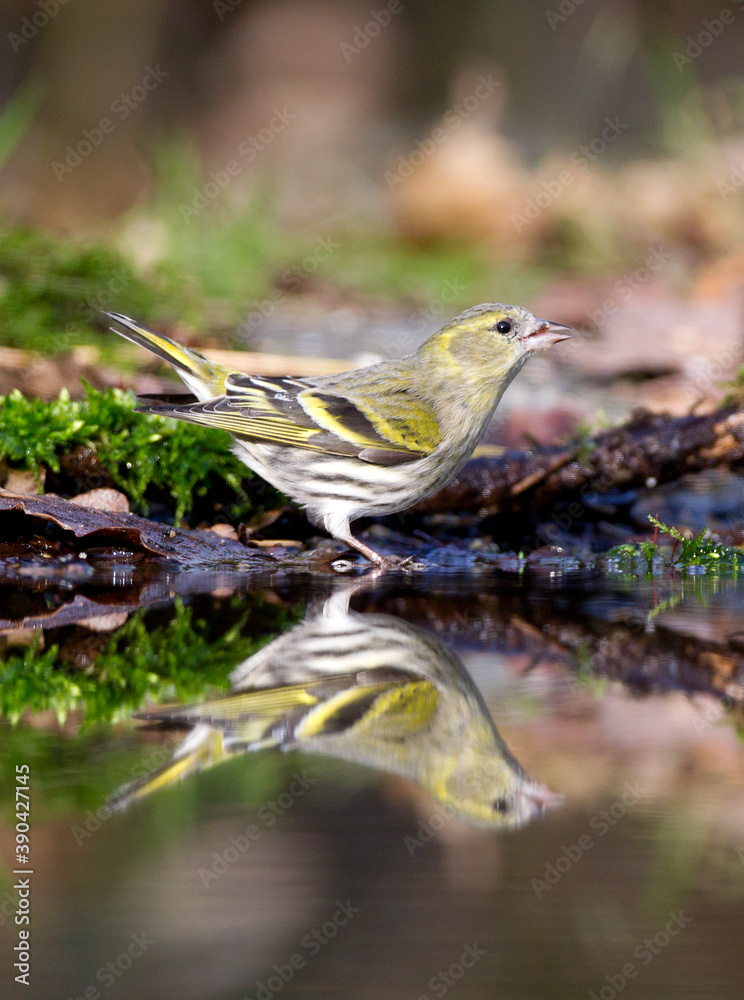 Eurasian Siskin, Carduelis spinus Eurasian Siskin, Carduelis spinus