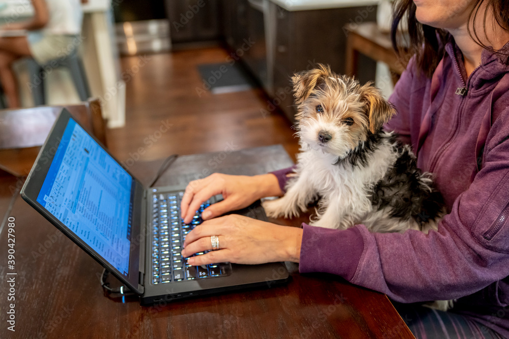 Woman working from home on laptop computer cuddling cute puppy - obrazy, fototapety, plakaty 