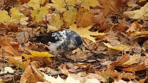 Jackdaw of unusual color is looking for food among yellow leaves.