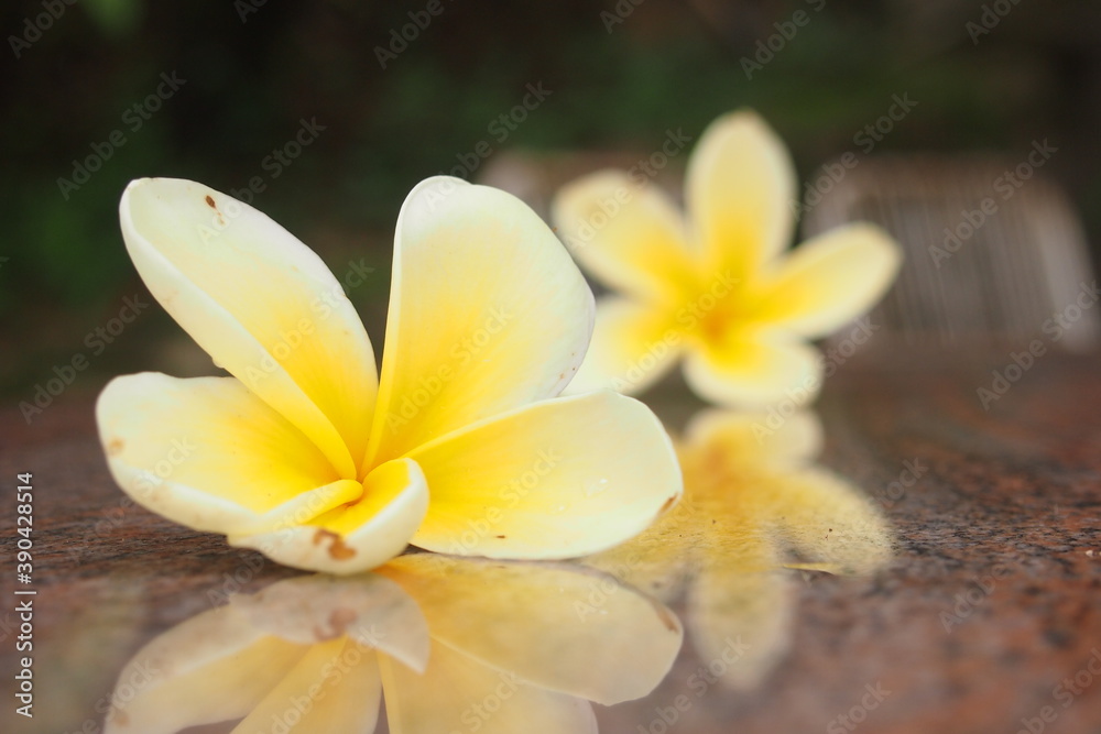 Naklejka premium Plumeria bali flowers on the table.