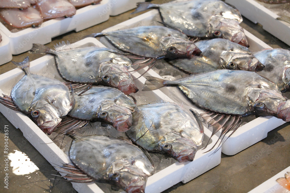 マトウダイ Stock Photo Adobe Stock