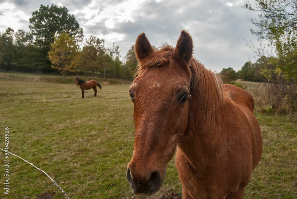 Horse grazing on rural mountain autumn meadow Horse grazing on rural mountain autumn meadow